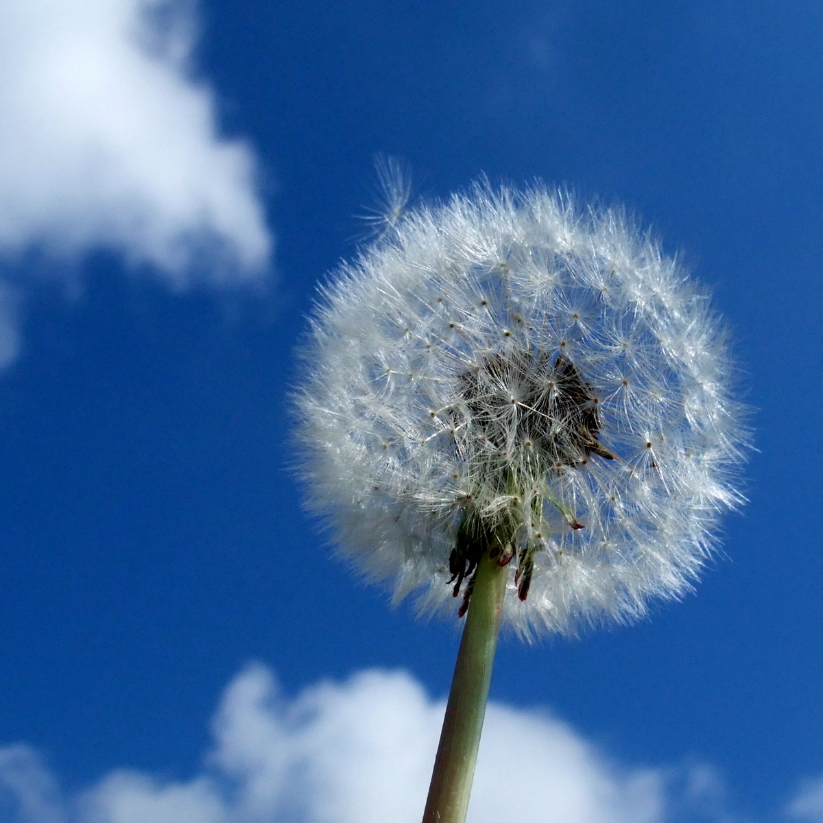 flickr macro photography flickr macro photography