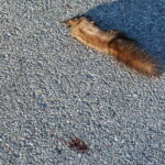 Dead Squirrel
