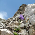 Flower on ruin