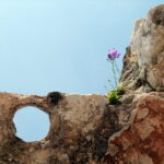 Flower against sky