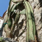Huge cactus