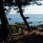 Trees, sea behind