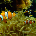 Clownfish