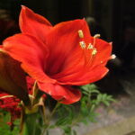 Red flower