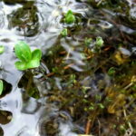 Wet plants