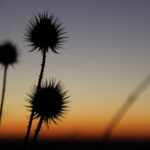 Thistle (?) against sunset