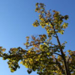 yellow-tree-leaves-blue-sky