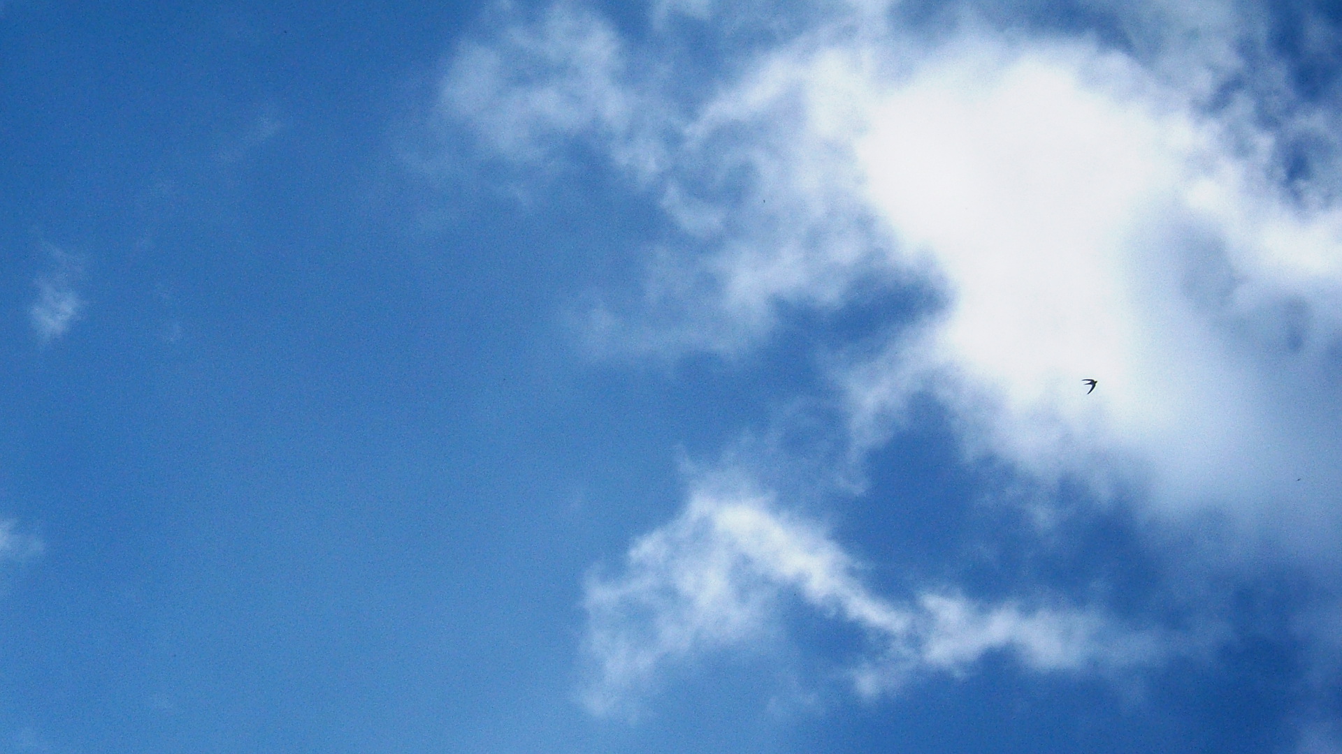 blue-sky-black-bird