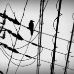 japan-kyoto-bird-on-wires